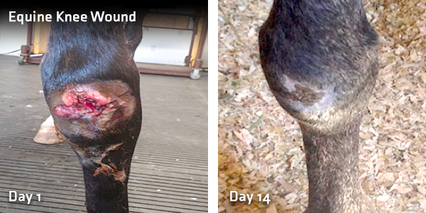 Equine Knee Wound Day 1 to Day 14