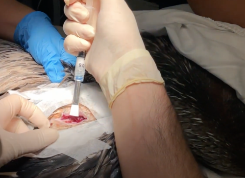 Pelican Wing Wound Application Day 1