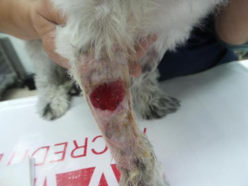 Canine Leg Wound Day 1 Post Application