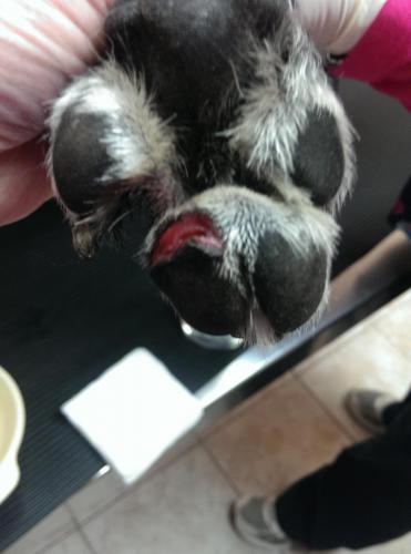 Canine Paw Laceration Day 1