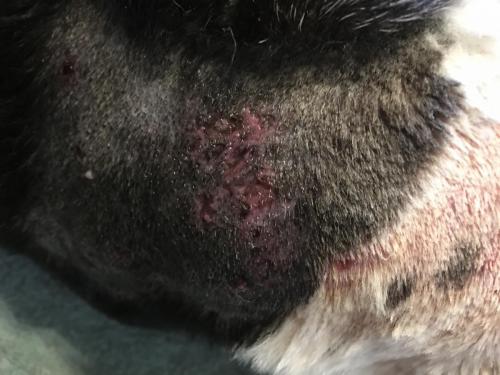 Canine Neck Wound Day 1