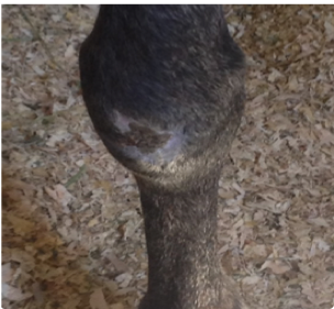 Equine Knee Wound Day 14