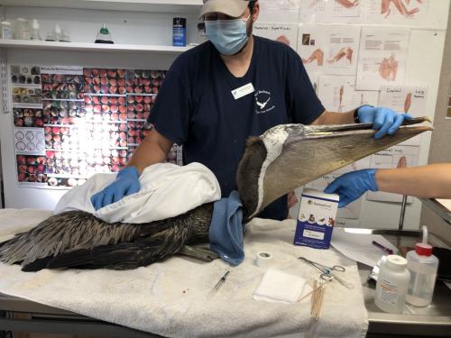 Pelican Wing Wound Pre Application