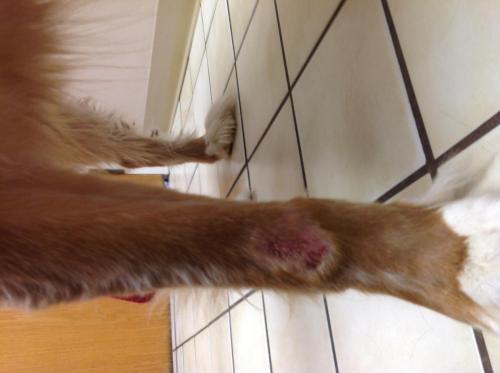 Canine Leg Granuloma Day 1