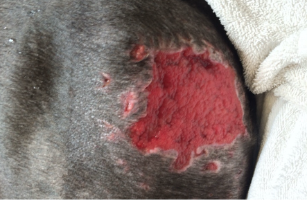 Canine Posterior Leg Wound Day 1
