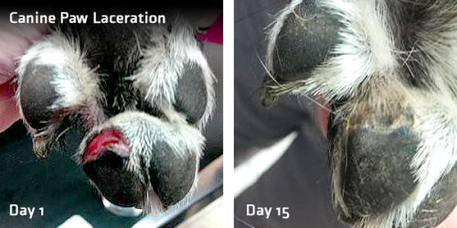 Canine Paw Laceration Day 1 to Day 15